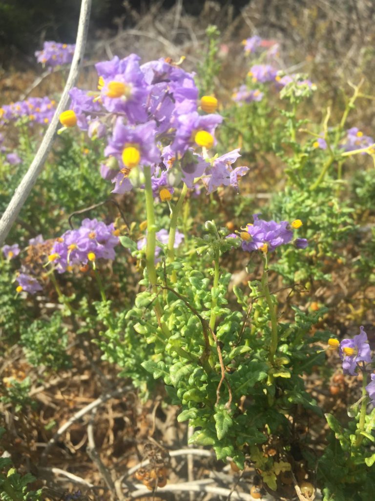 Esparto Solarum maritimum