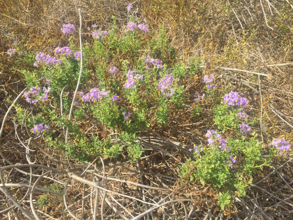 Esparto Solarum maritimum