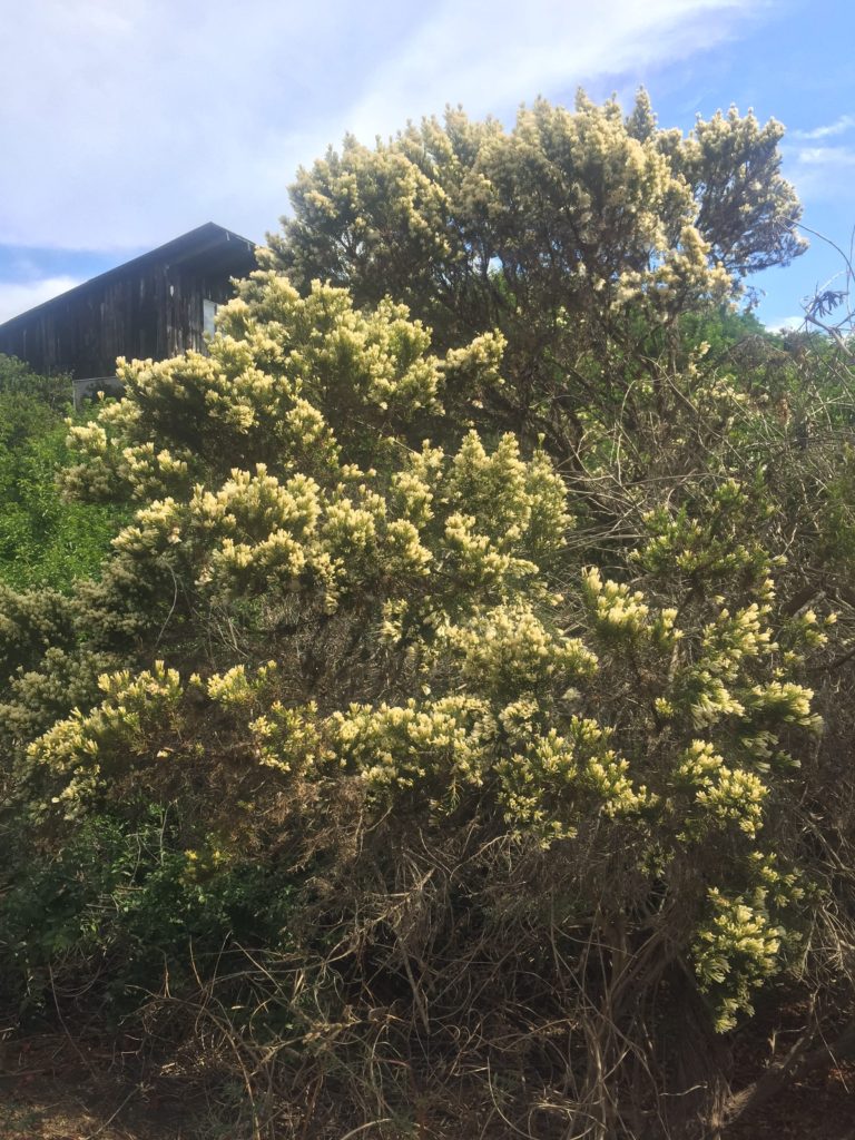 Romerillo Baccharis linearis