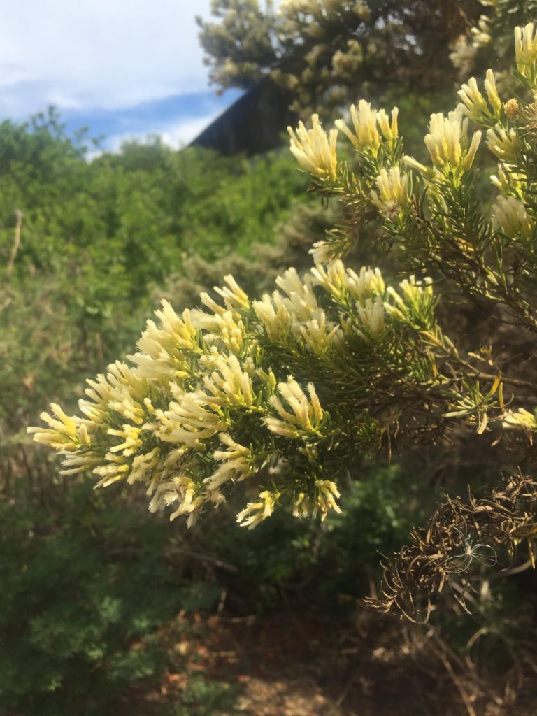 Romerillo Baccharis linearis