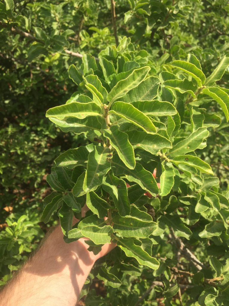 Molle, Schinus latifolius