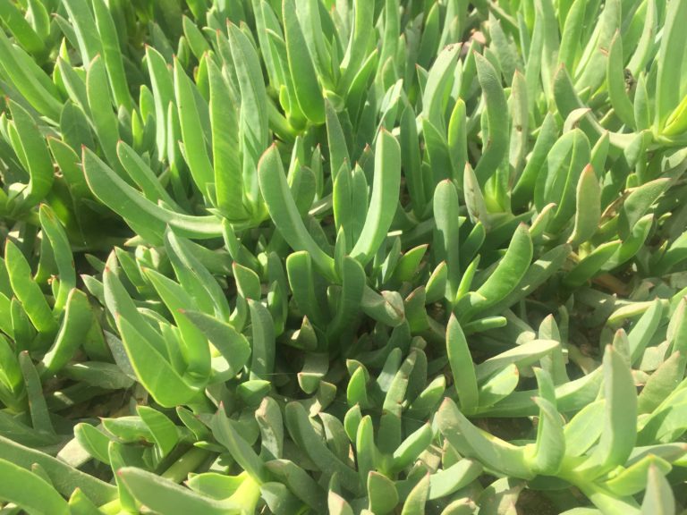 Doca, Carpobrotus aequilaterus, Chilean pigface