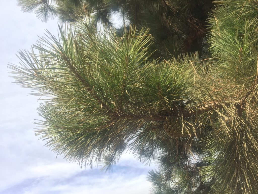 Pino, Pinus Radiata