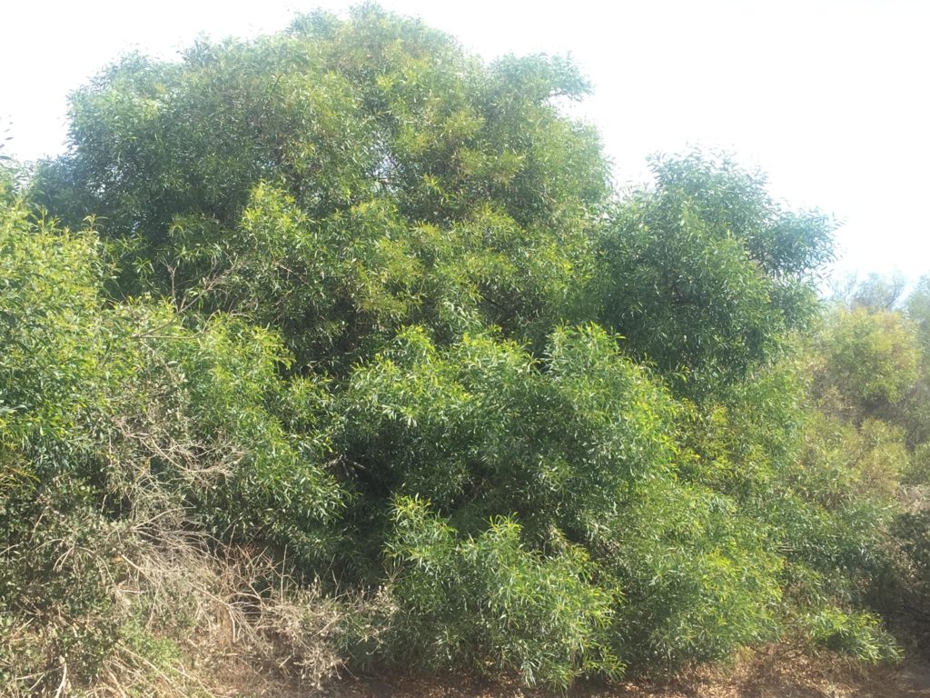 Aromo Australiano, Acacia melanoxylon. Arbol introducido a Chile