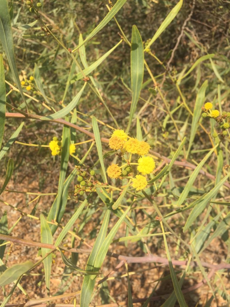 Aromo Australiano, Acacia melanoxylon