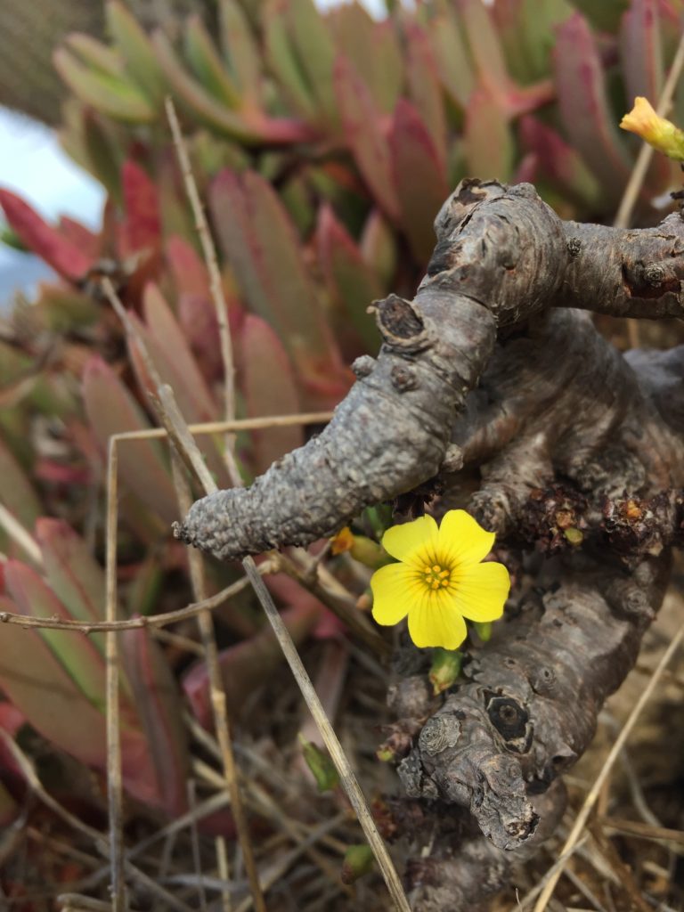 Vinagrillo Gordo, Oxalis carnosa