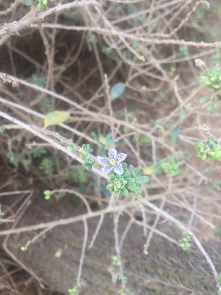 Coralillo Lycium chilense. Planta del acantilado de Punta de Lobos