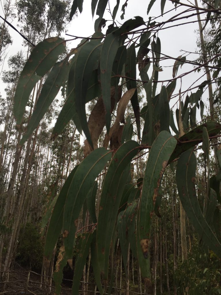 Eucalipto globulus. Árbol invasivo de la región de O'Higgins, Chile.