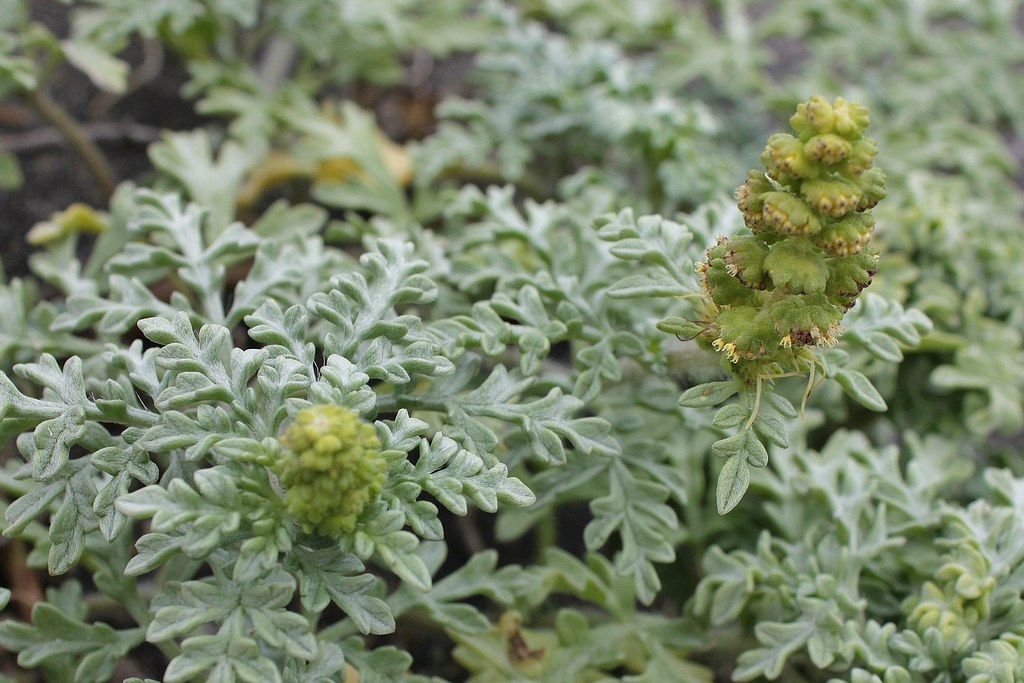 Quinchihue Ambrosia chamissonis