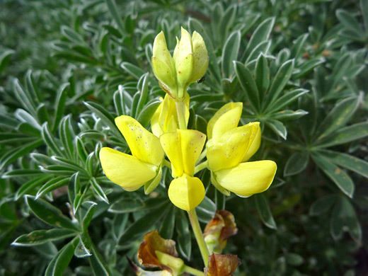 Lupino / Choncho, Lupinus arboreus