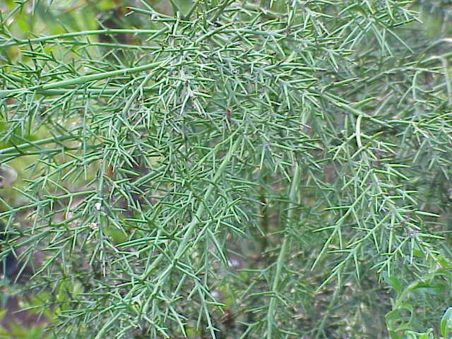 Crucero (Colletia spinosa