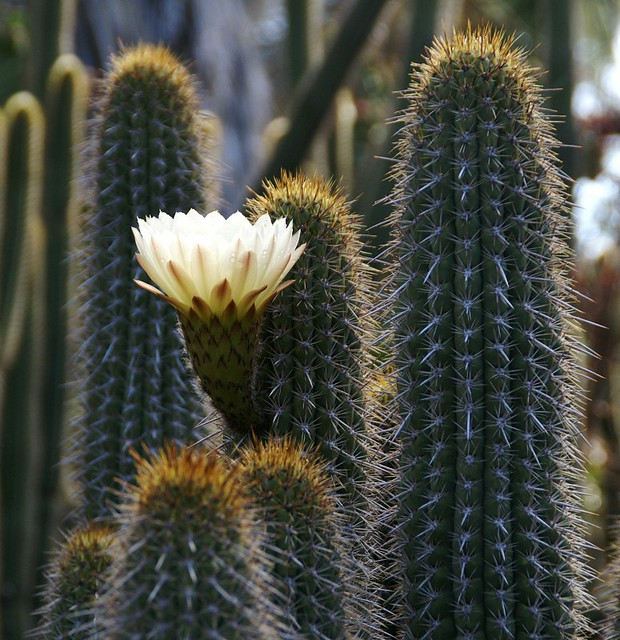 Quisco Echinopsis litoralis. Planta típica de la región de O'Higgins