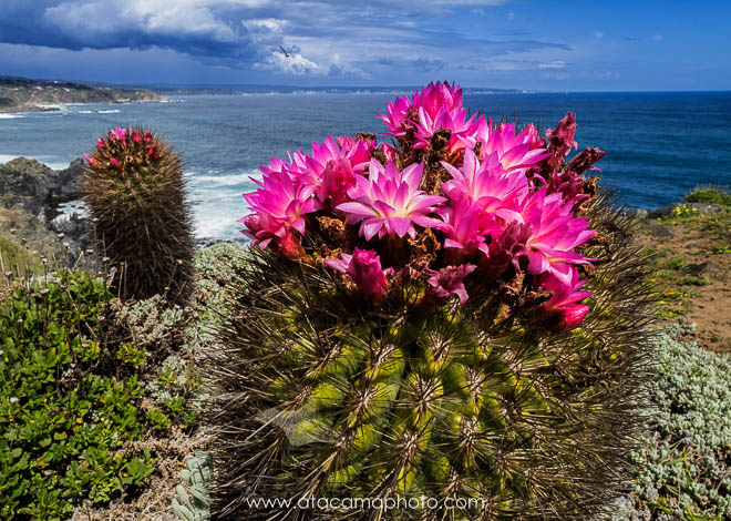 Eriosyce subgibbosa Quisquito. Planta de Pichilemu, VI Región