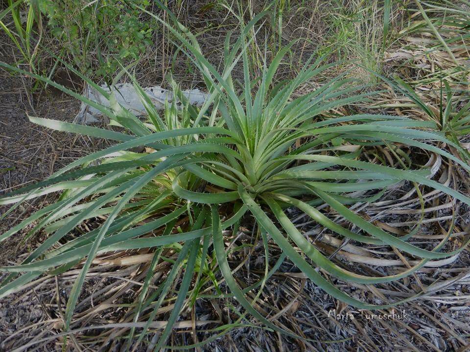 Eryngium paniculatum chupalla