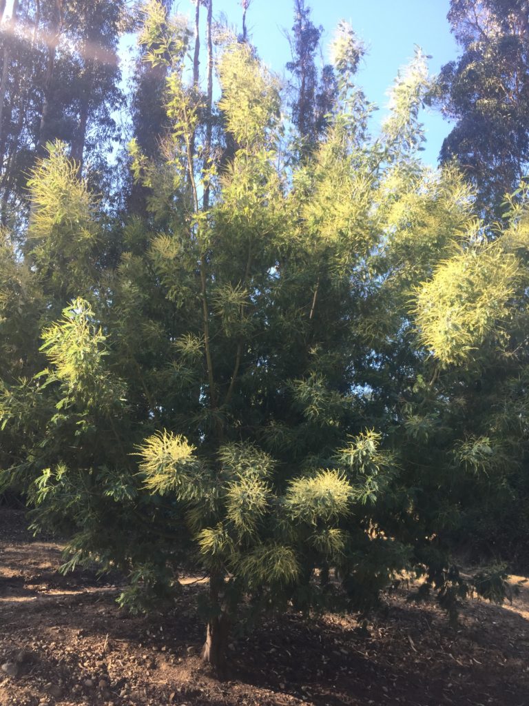 Acacia dealbata, Aromo de castilla