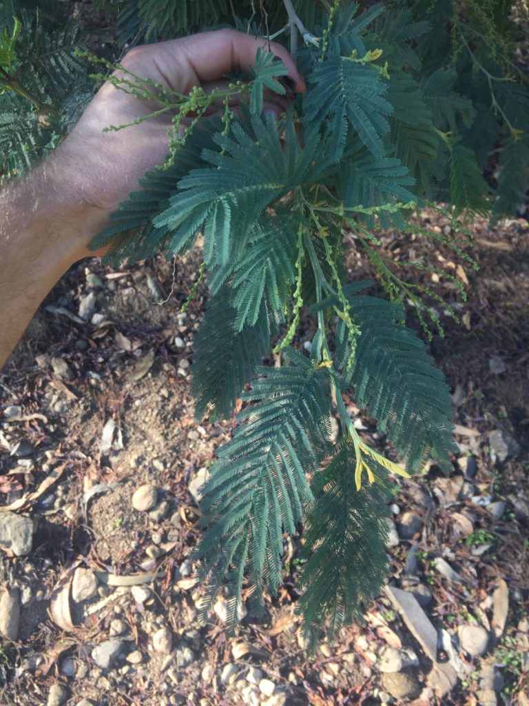 Acacia dealbata, Aromo de castilla. Árbol introducido a Chile.