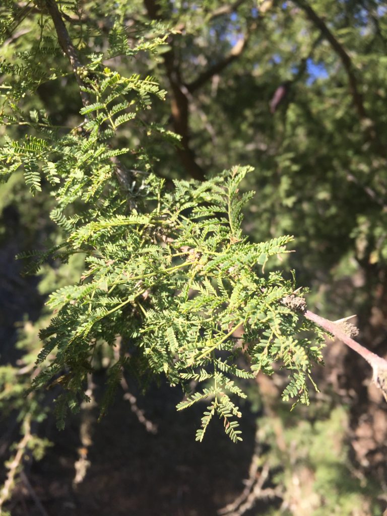 Espino Vachellia caven