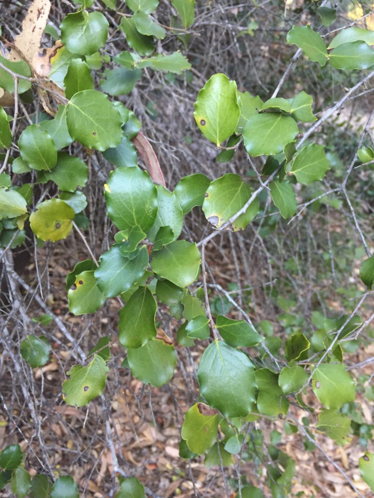 Quillay Quillaja saponaria. Árbol del matorral, Chile