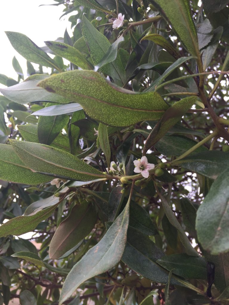 Mióporo Myoporum laetum. Árbol introducido a Pichilemu