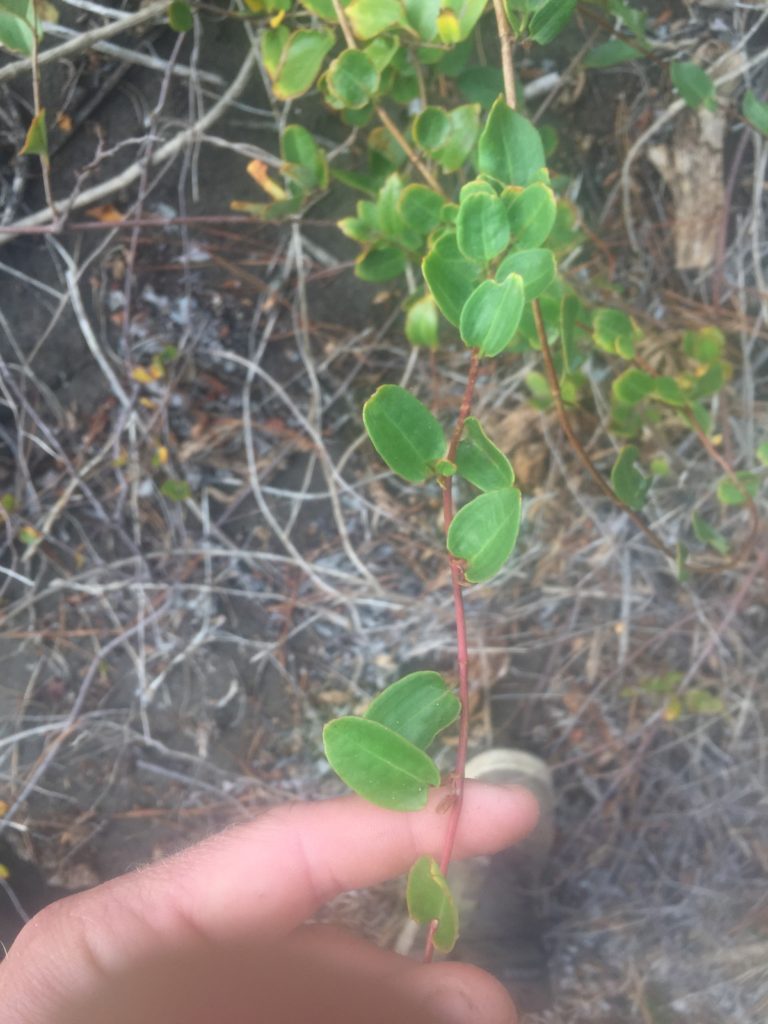 Quilo Muehlenbeckia hastulata