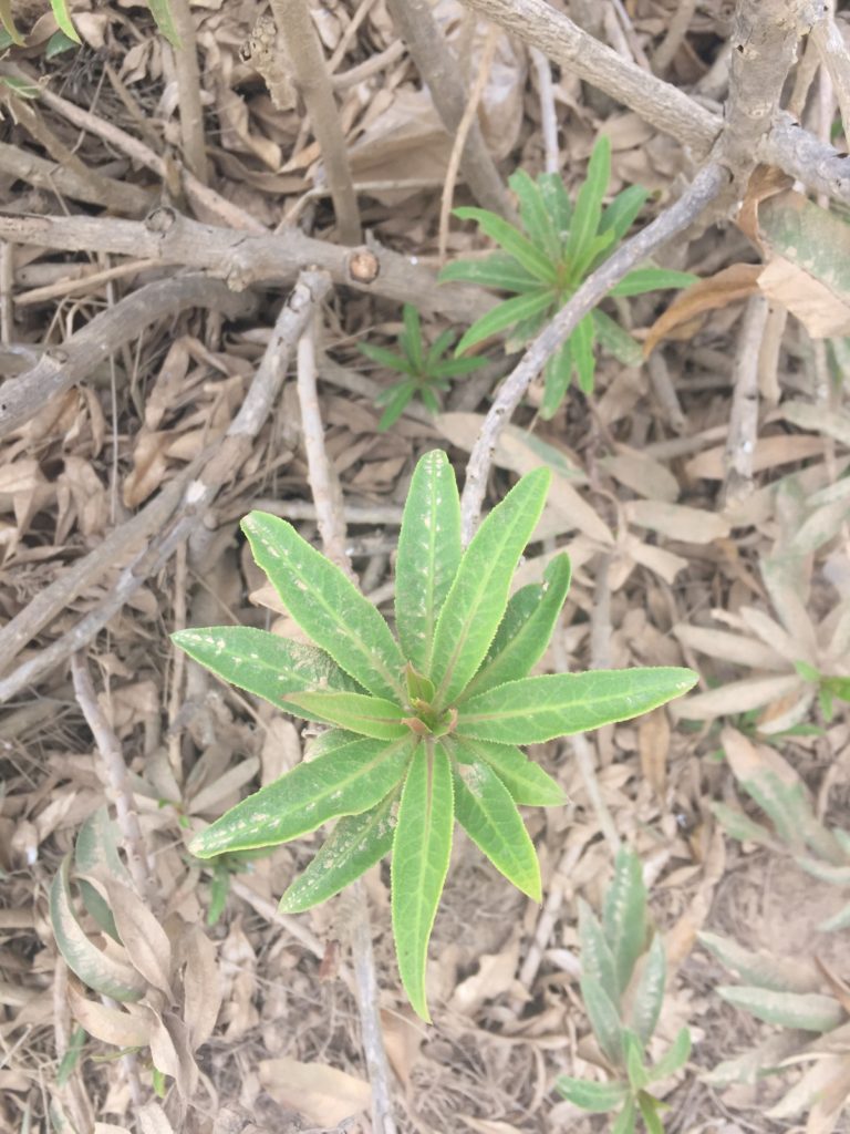 Tobaco del diablo, Lobelia excelsa