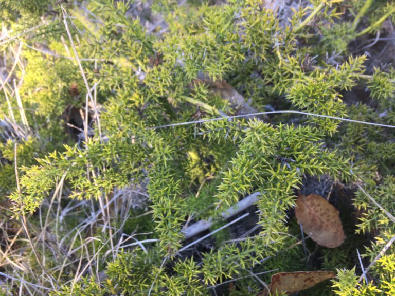 Crucero, Junco Marino, Colletia Ulicina. Arbusto del bosque esclerófilo chileno