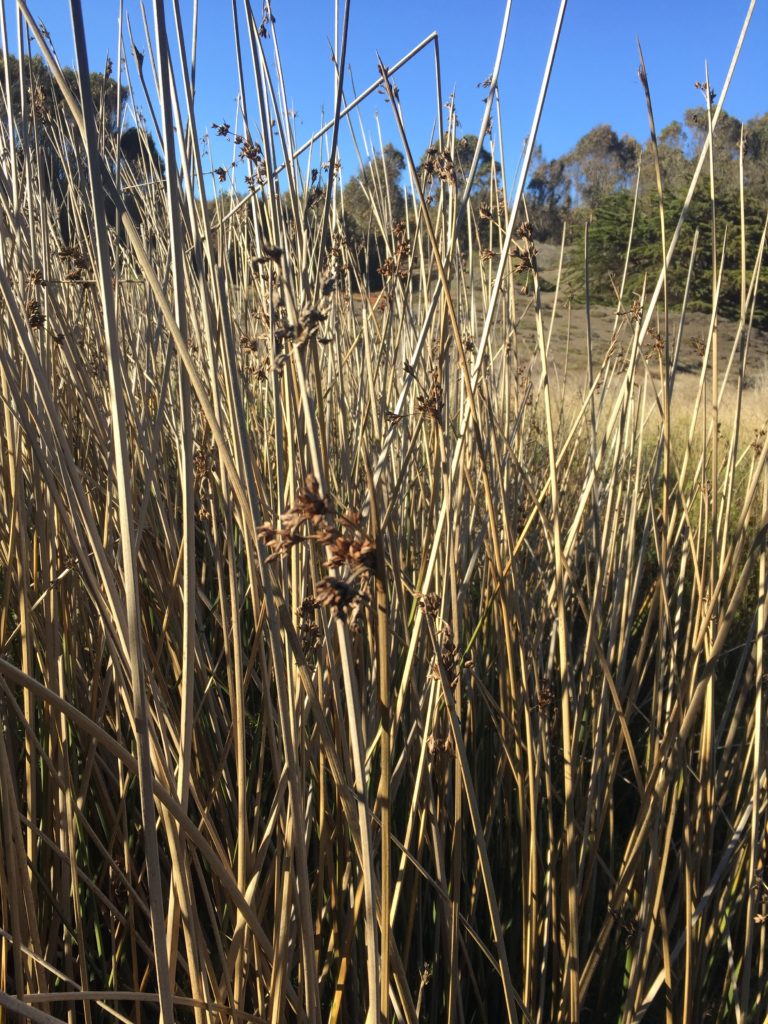 Junco nudoso Scirpus Nodosus