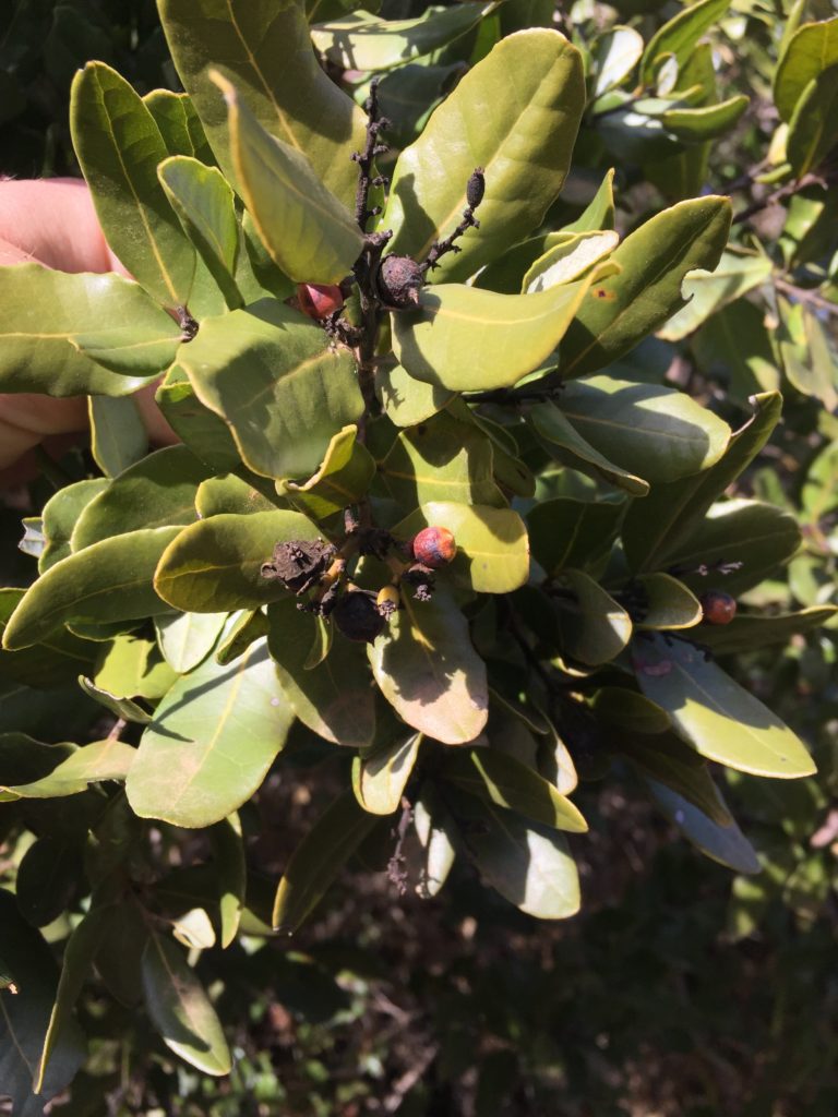 Peumo Peumo, Cryptocarya alba. Árbol silvestre de pichilemu, Chile.