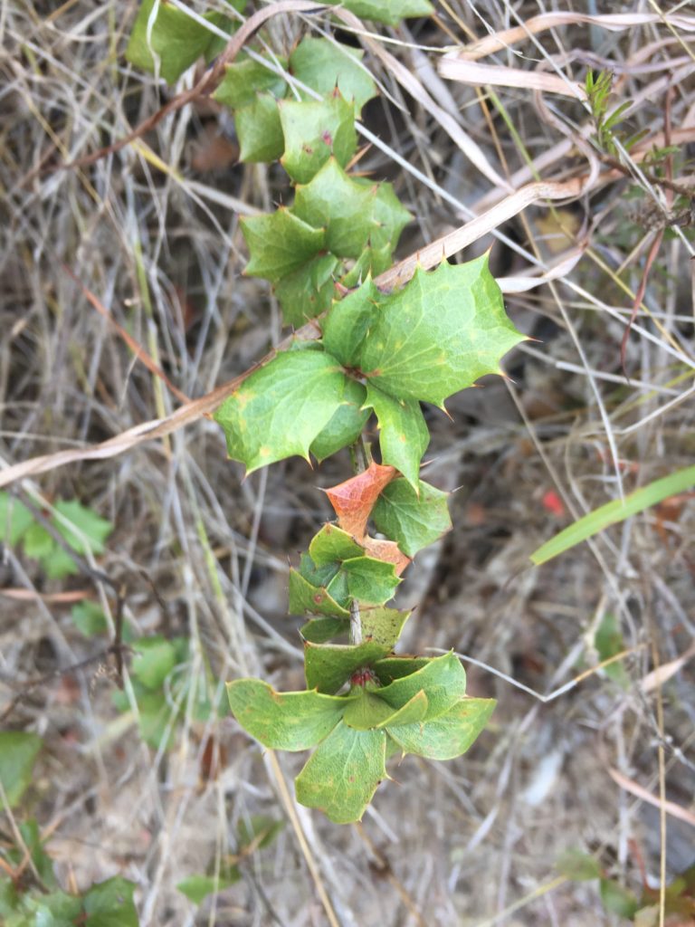 Michay Berberis actinacantha. Arbusto típico del bosque de Pichilemu