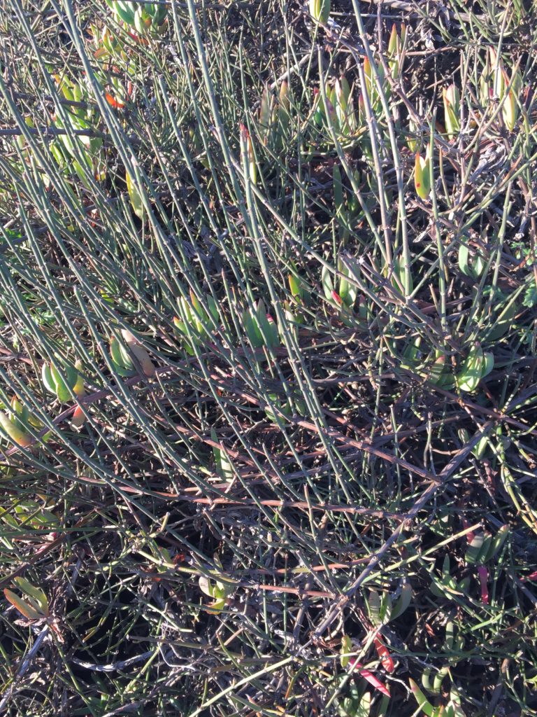 Pingo-Pingo, Ephedra chilensis