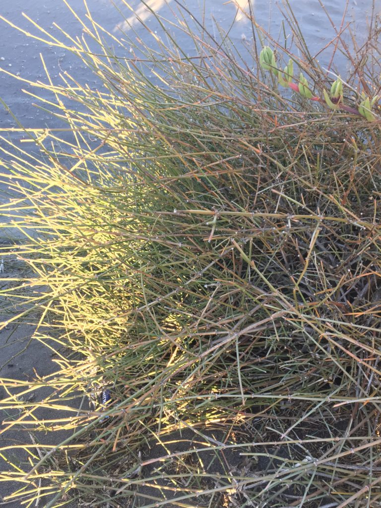 Pingo-Pingo, Ephedra chilensis