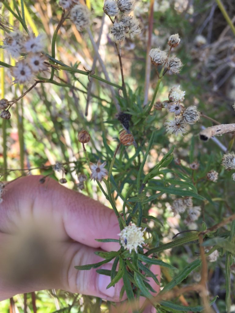 Chilca Baccharis Marginalis