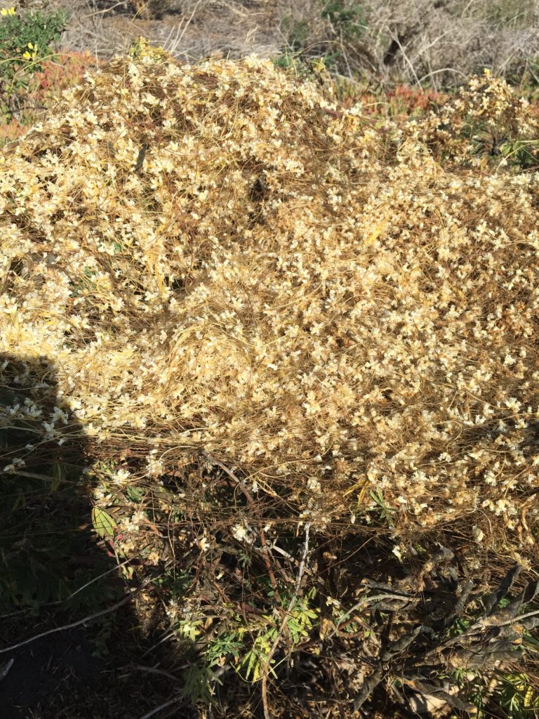 Cabello de Angel Cuscuta Chilensis