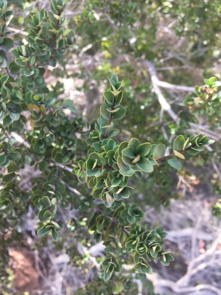 Myrceugenia obtusa Arayancillo. Arbusto de la región de O'Higgins