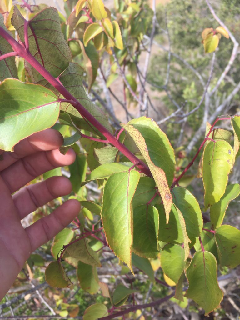 Maqui Aristotelia chilensis