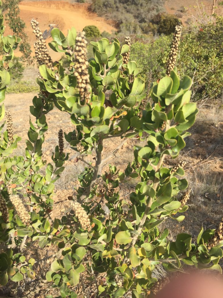 Escallonia pulverulenta Corontillo