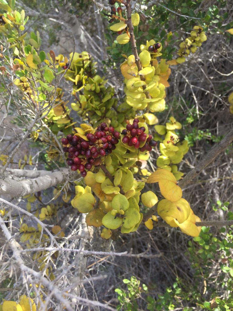 Quintral del Boldo Notanthera heterophylla