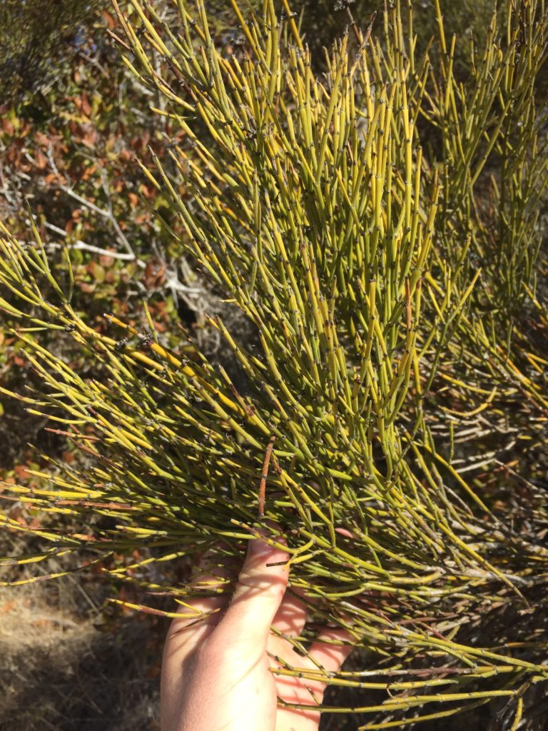 Retamilla, Retanilla ephedra