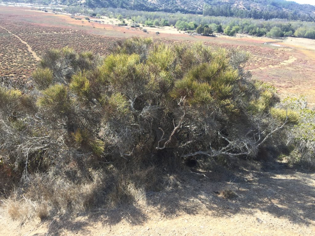 Retamilla, Retanilla ephedra. Arbusto típico del Matorral de Pichilemu, VI Región.