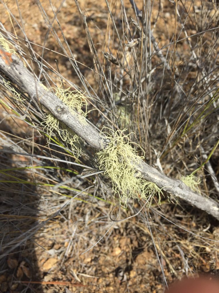 Barba de viejo Usnea barbata