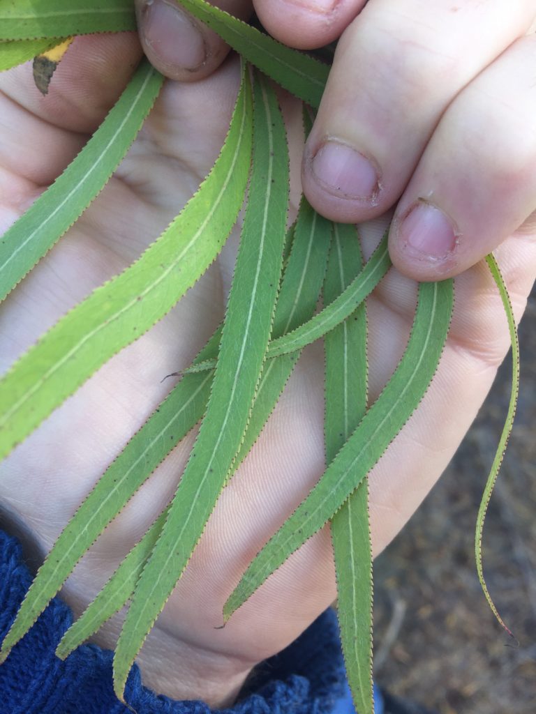 Sauce chileno Salix humboldtiana, flora típica del humedal de la VI Región de O'Higgins