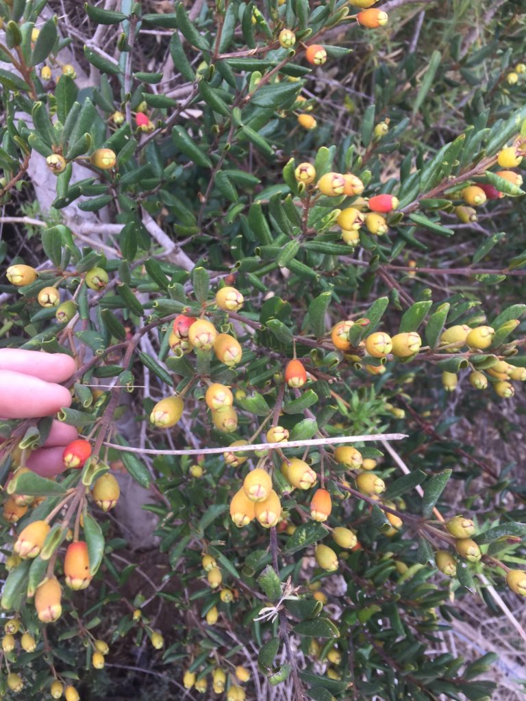 Petrillo Myrceugenia correifolia. Arbusto nativo de Pichilemu