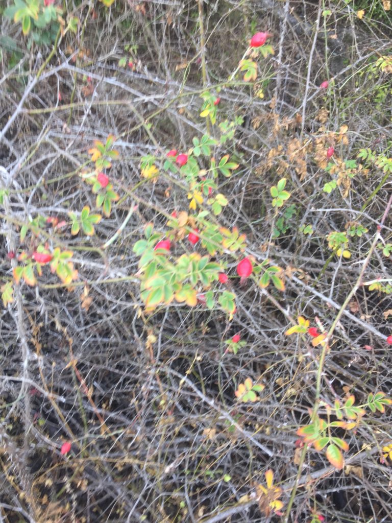 Rosa Mosqueta. Rosa Moschata