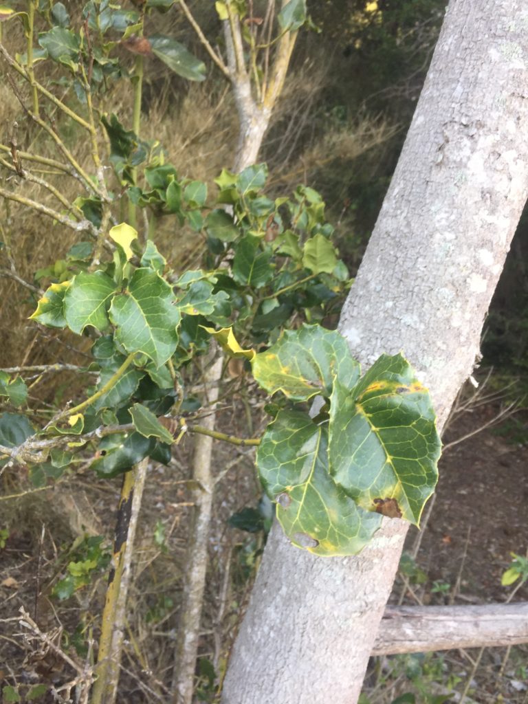 Naranjillo Citronella mucronata