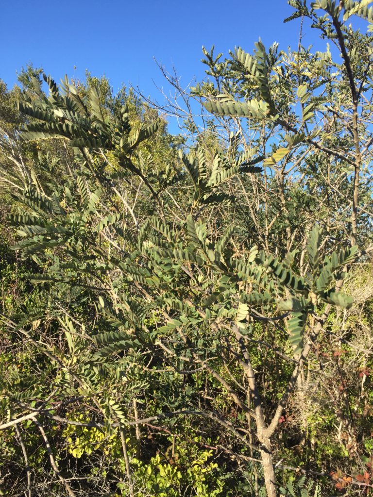 Mayú, Sophora macrocarpa