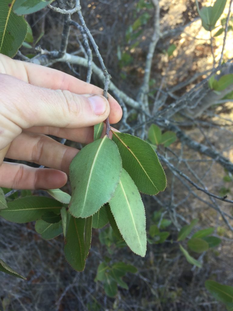 Bollén Kageneckia oblonga. Árbol del bosque esclerófilo de Chile.