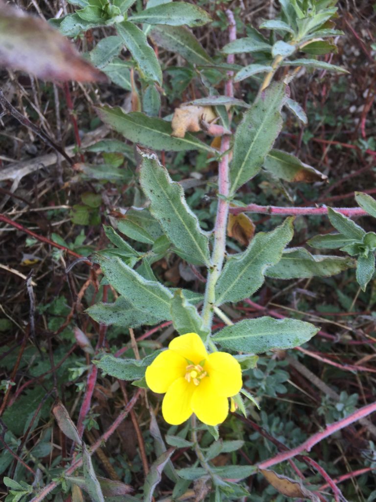 Duraznillo de agua. Flora de Pichilemu