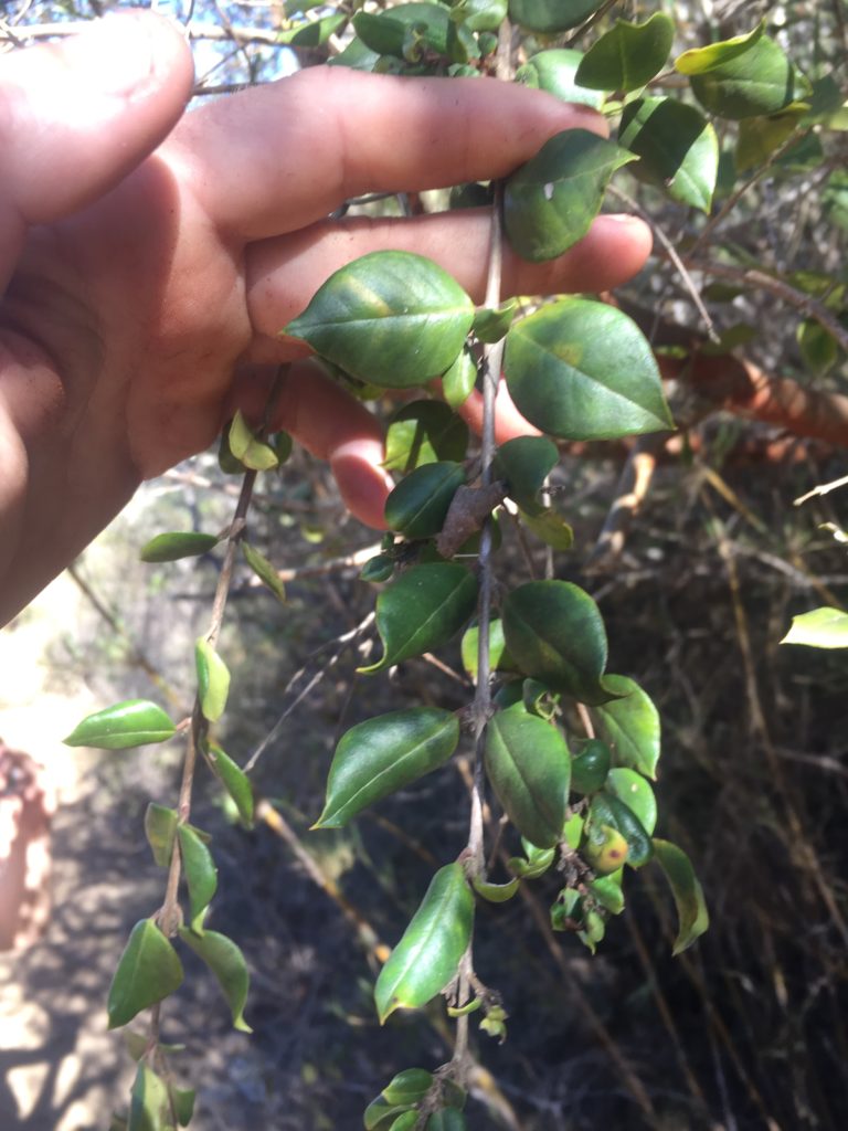 Arayán Rojo Luma apiculata