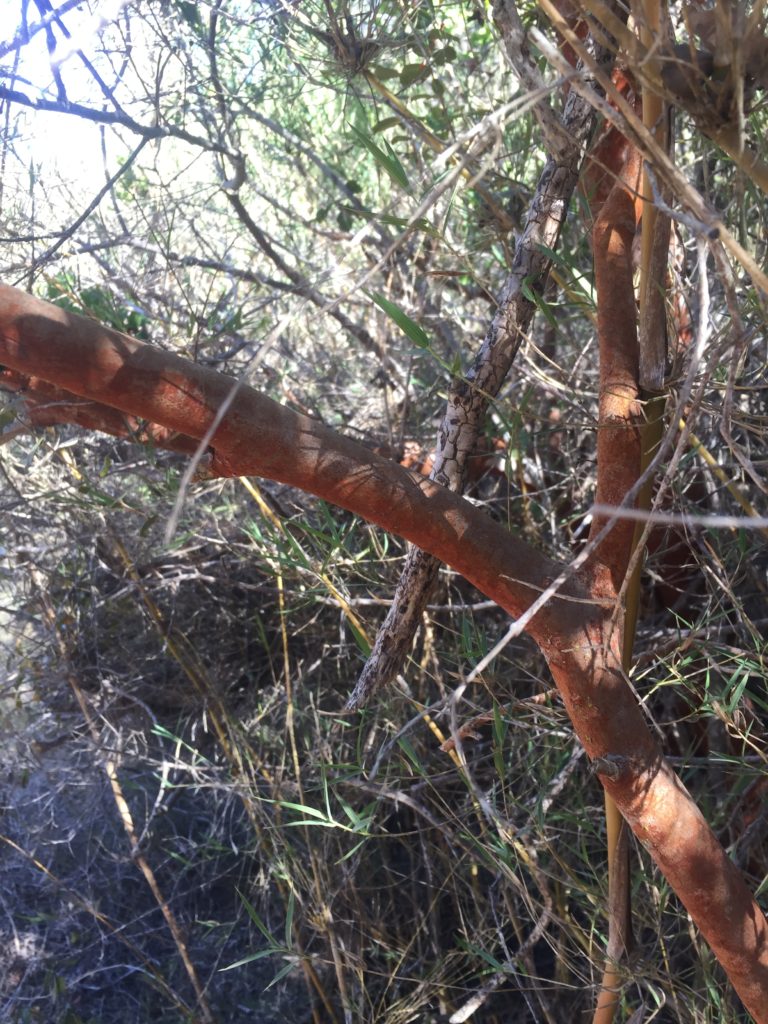 Arayán Rojo Luma apiculata. Árbol de pichilemu