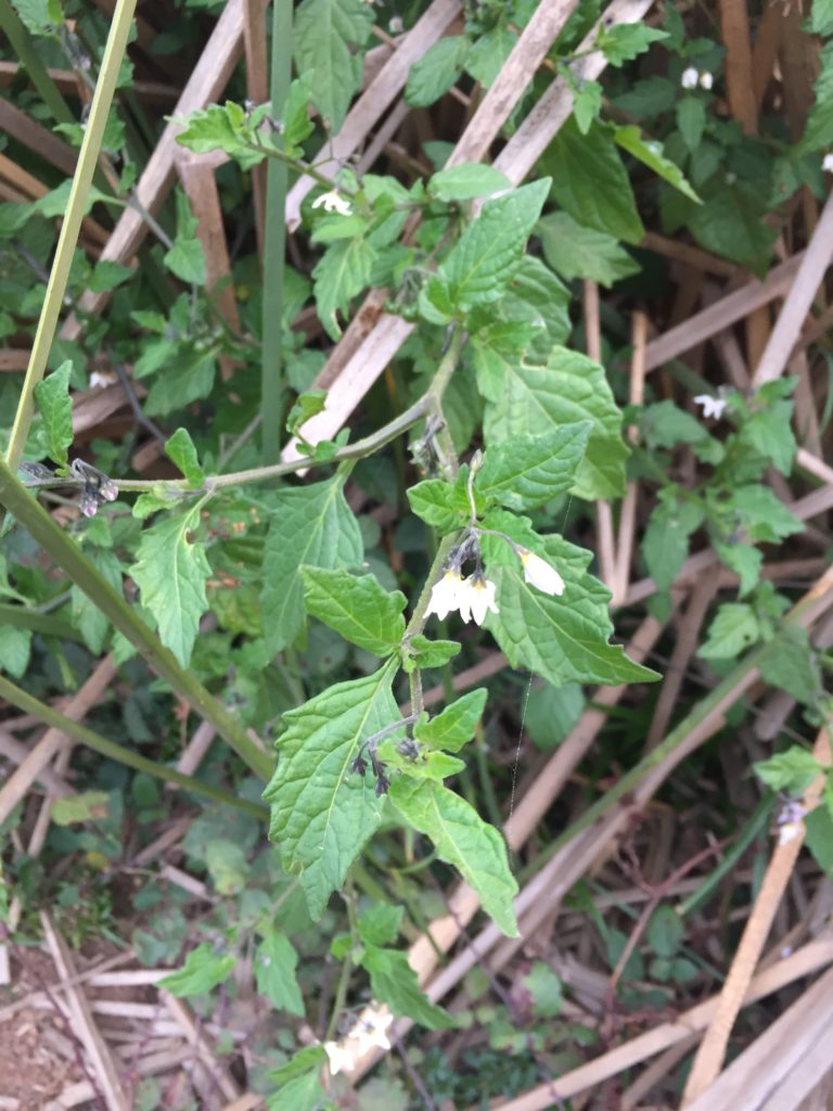 Solanum Nigrum. Hierba Mora. Espécie de Flora de Pichilemu